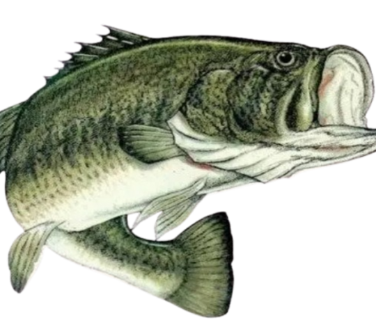 Bass Fishing Tournaments